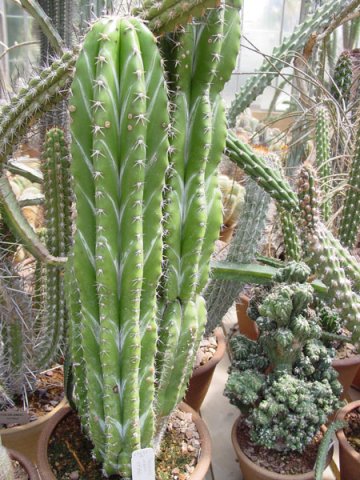 Stenocereus_aragonii